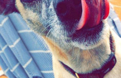Maddy-September’s Dog of the Month-Has Found Her Forever Home!