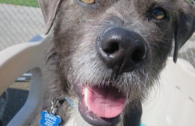 Howl-ray Drake!!