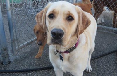 Three Cheers for Lucy!