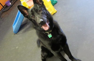 No foolin’, Oscar is top dog this month!