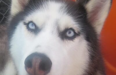 Mr. Cooper