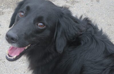 Taz