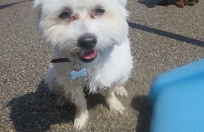 Pipin (Pip)