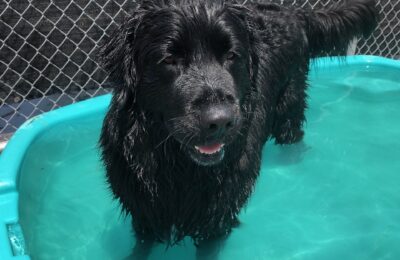 Sully