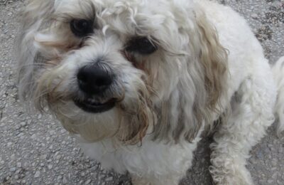 Romey