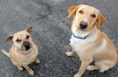 Congrats, Lily & Lucky!