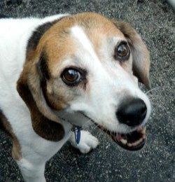 Congrats, Copper!