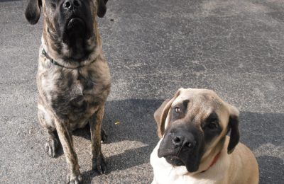 August Dog of the Month