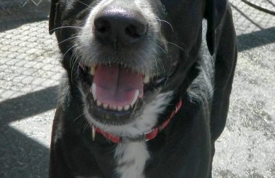 Congratulations, Bentley!