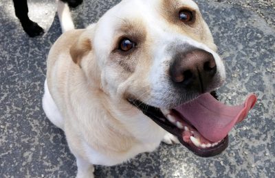 Our July Dog of the Month