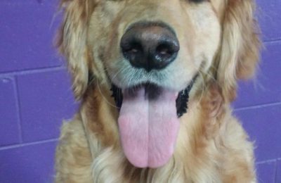 Congratulations, Hobbes!