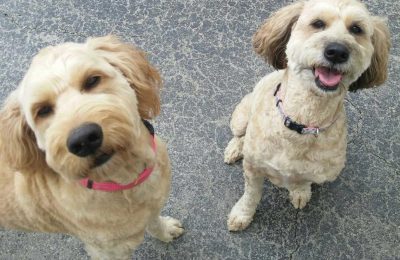 Congrats, Lucy and Chewy!