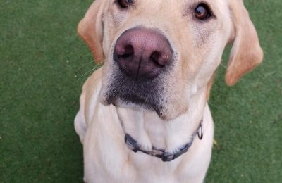 Congratulations, Bucky!