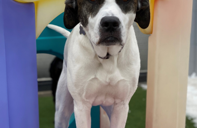 Congratulations to Koda!!