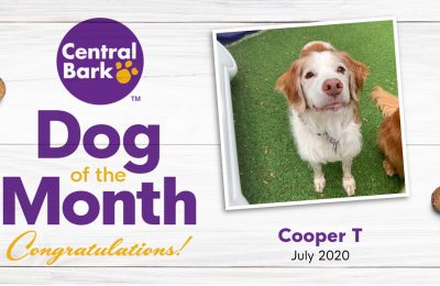 July 2020 Dog of the Month