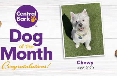 June 2020 Dog of the Month