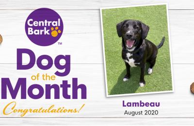 August 2020 Dog of the Month