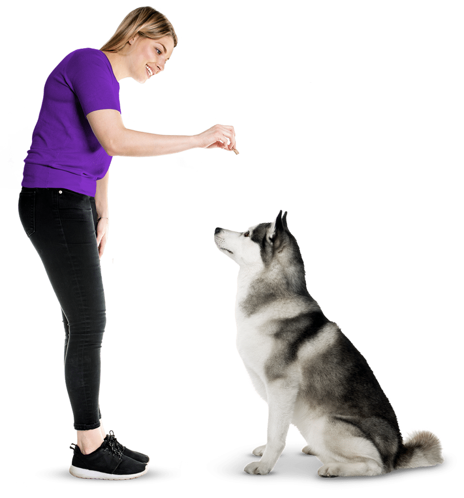 dog training in Sussex, WI