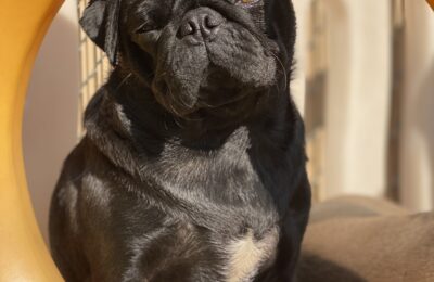 October 2020 Dog of the Month