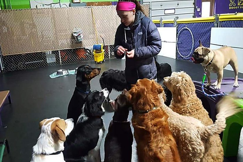 Central Bark Sussex, WI | Doggy Day Care