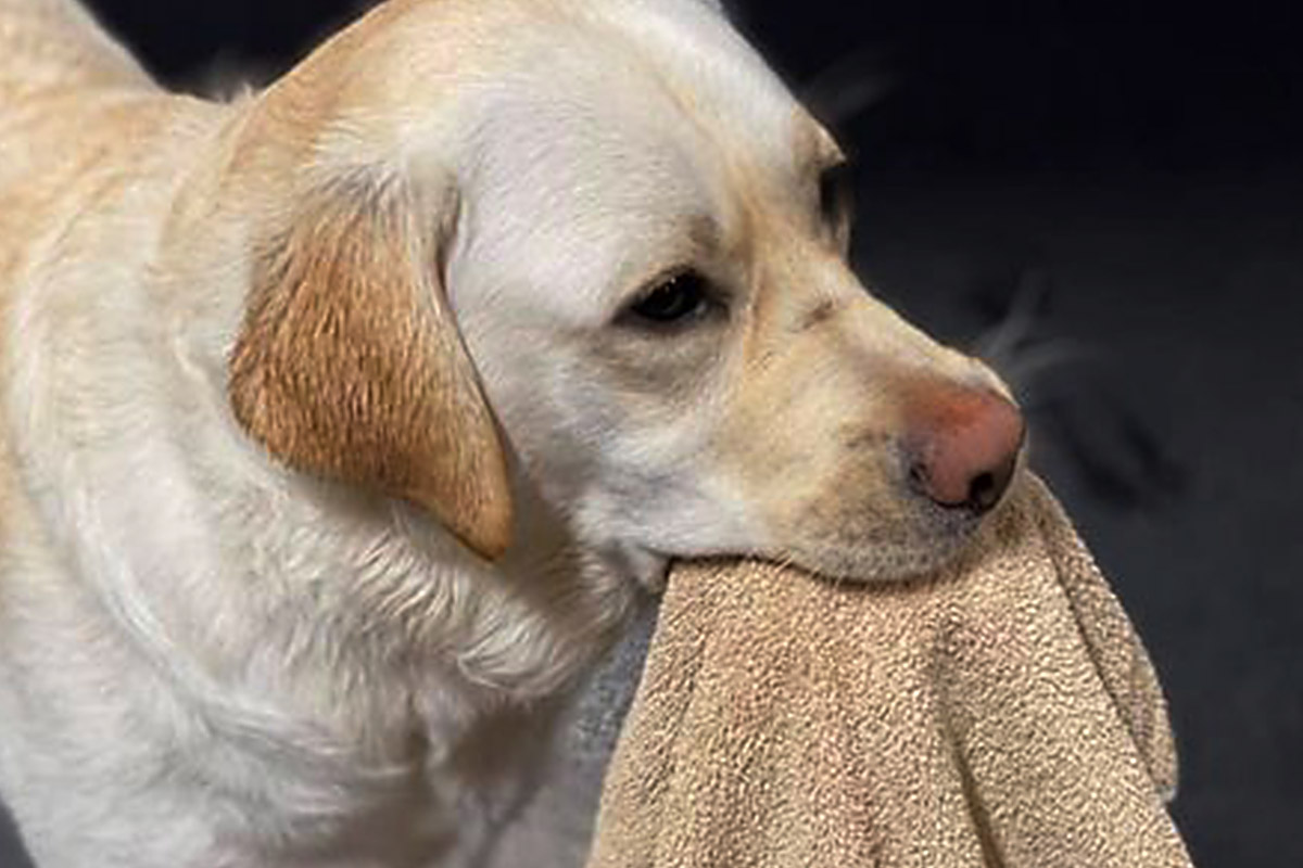 dog with towel in mouth