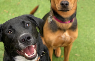 November 2020 Dog of the Month