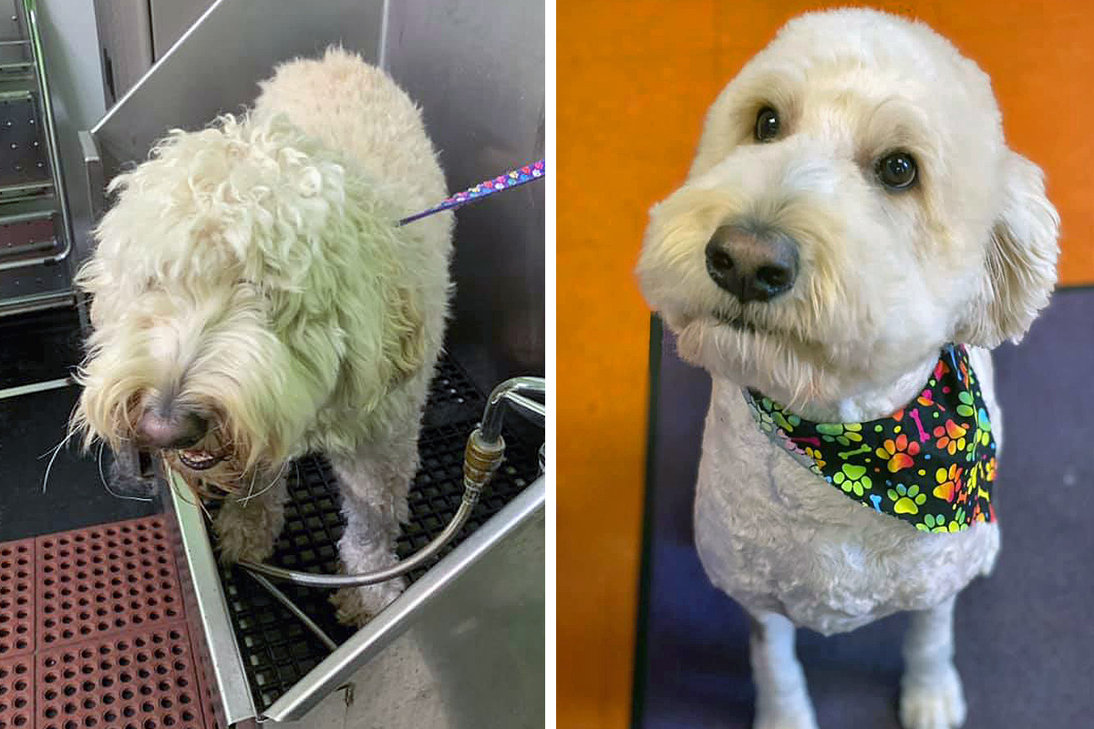 White dog before & after grooming