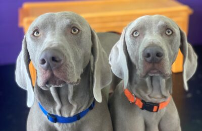 Congrats, Magnum & Marlin!