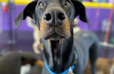 Please help us congratulate the Dog of the Month for April, Harley M.!