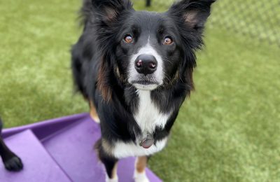 As we celebrate the start of the month of May, it is only fitting to recognize our furry friend and budding flower, Riggins!