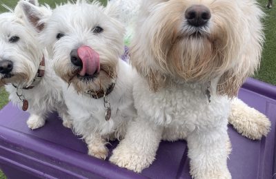 Summer is upon us and we’re pleased to showcase our loving friend, Arbor, as the June Dog of the Month!