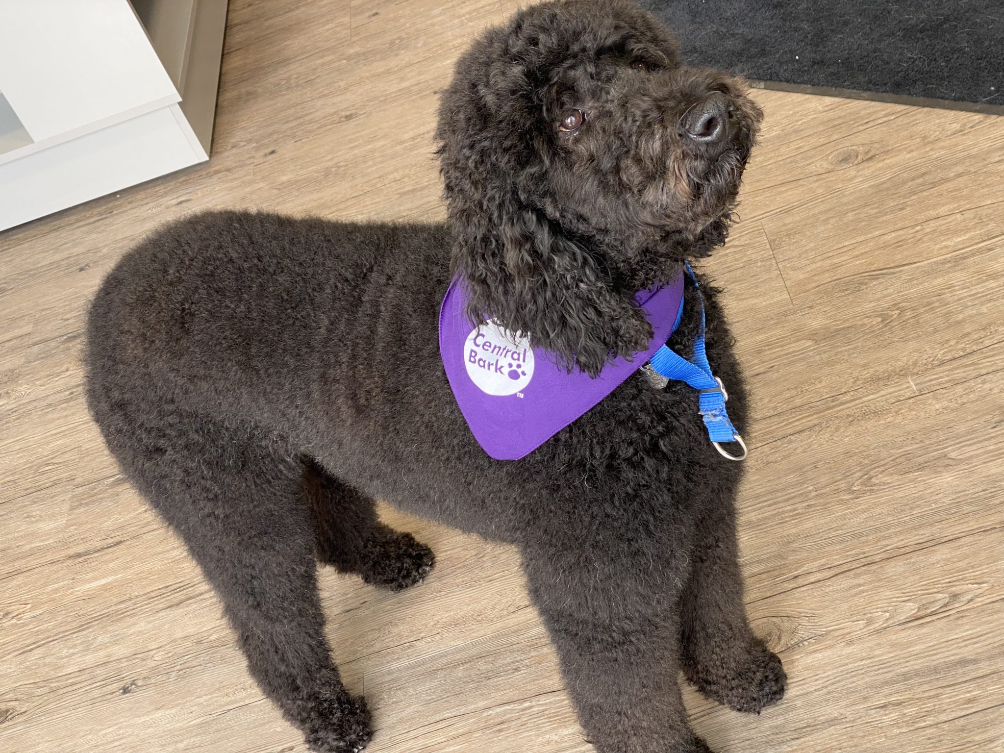 Central Bark Sussex, WI Doggy Day Care