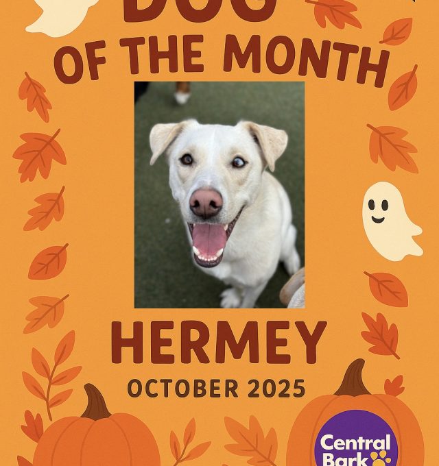 Hermey’s Spooktacular Moment🎃