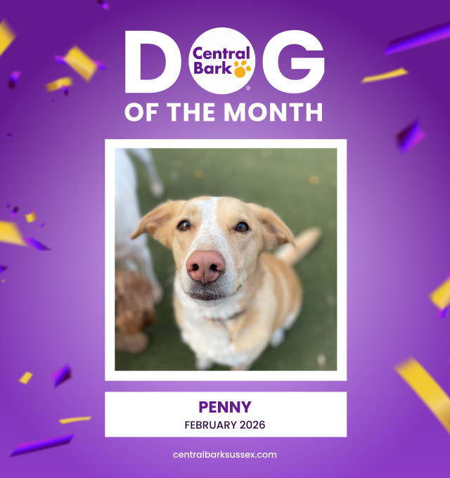 February Dog of the Month: Penny Love Bug Edition 💖