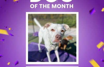July Dog of the Month: Kevin Makes a Splash! 💦