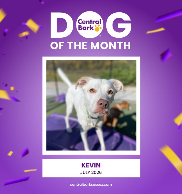 July Dog of the Month: Kevin Makes a Splash! 💦
