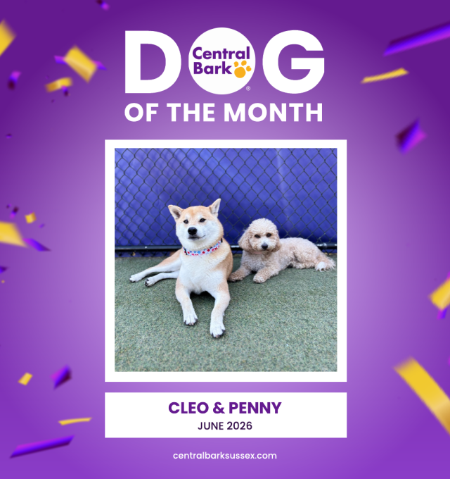 June Dog of the Month: Cleo & Penny’s Cousin Connection Edition