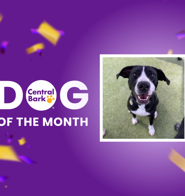August Dog of the Month: Tail Wags with Althea 🐻✨