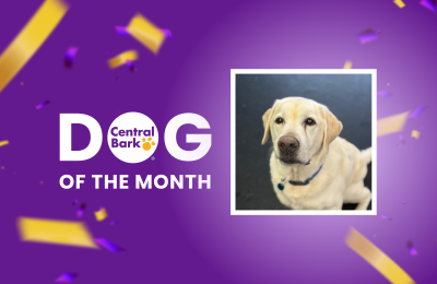 September Dog of the Month: Max on a mission!👣