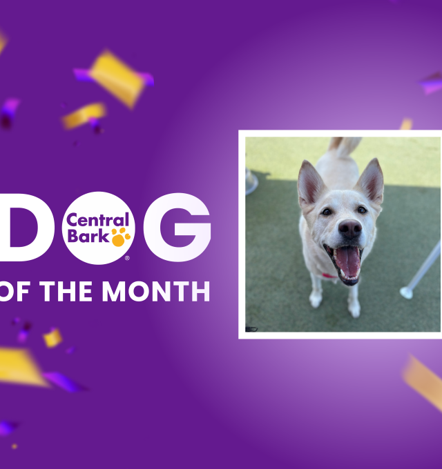 October Dog of the Month: Sweet Bailey❤️