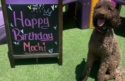 Your Dogs Birthday Party – Ideas, Presents & Food