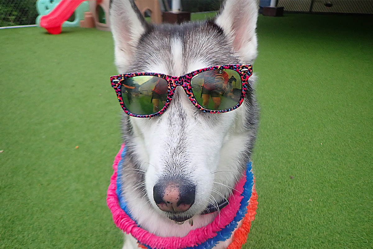 gray dog ​​with sunglasses