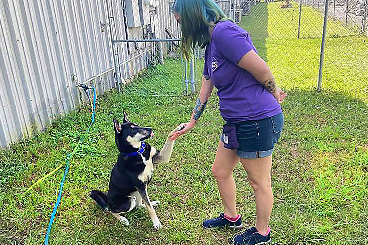Central Bark Tampa dog trainer with black and white dog