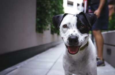 Puppies Don’t Know the Word Pandemic: A guide to socializing your puppy during the pandemic