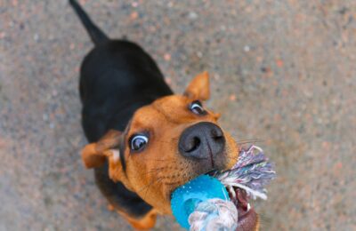 Play tug of war with puppy