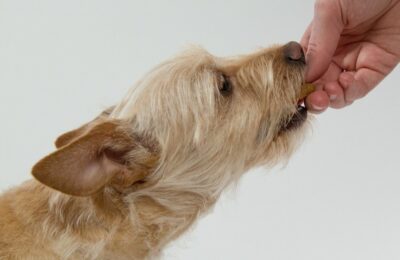 A special treat for your dog to celebrate the holiday season!