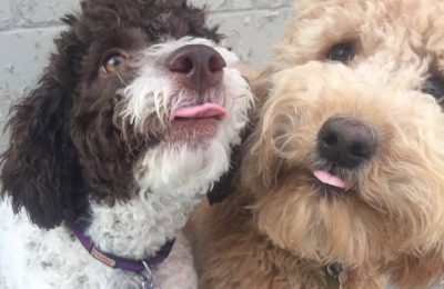 Congrats, Fritz and Murphy!