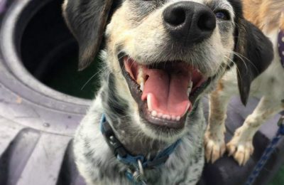 Sprocket