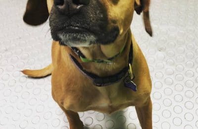 March 2019 Dog of the Month