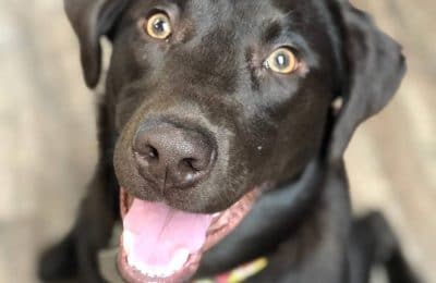 April 2019 dog of the month